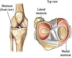 knee diagram